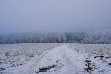 Karla kaplı patika, gri bir gökyüzünün altında yoğun siste gizlenmiş bir ormana doğru bir kış tarlasına çıkıyor..