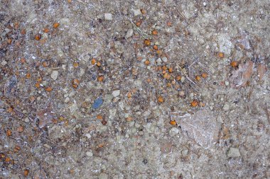 Soğuk orman yolu kışın küçük taşlar, çam iğneleri ve kayın fıstıklarıyla kaplı..