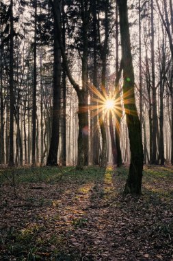 Sessiz bir ormanda, uzun ağaçların arasından parlayan güneş ışığı. Güneş patlaması etkisi gövdeleri ve orman tabanını aydınlatarak doğada sakin ve huzurlu bir atmosfer yaratır.