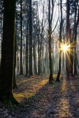 Altın güneş ışınları kış ormanını delip geçerek yapraklarla kaplı zeminde uzun ve dramatik gölgeler bırakır. Atmosferik ışıklandırmalı sakin bir sabah sahnesi.