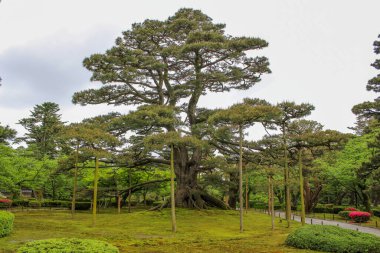 Geleneksel Japon bahçesinde geniş ve destekli dalları olan devasa bir çam ağacı, yosun ve manikürlü yeşilliklerle çevrili..