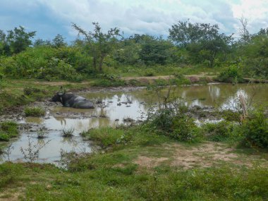 Yeşil bitki örtüsüyle çevrili çamurlu bir gölette serinleyen bufalo. Bulutlu bir gökyüzünün altında kırsal alan..