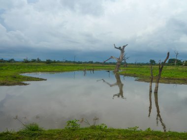 Durgun sulara yansıyan ölü ağaçlar, bulutlu gökyüzü ve arka planda açık arazi ile yeşil bir arazide sakin bir gölet..