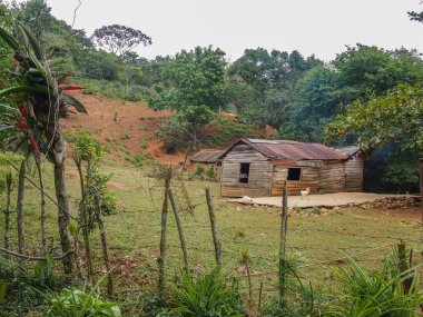 Kırsal Küba 'nın kırsal kesimlerinde ahşap bir kulübe. Etrafı yeşil bitkilerle çevrili. Tavuklar önde dolaşıyor ve arkadan duman yükseliyor..