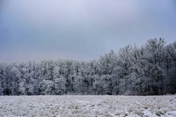 Yoğun bir ormanın önündeki karlı çayır, bulutlu bir kış gökyüzünün altında donuk ağaçlar.