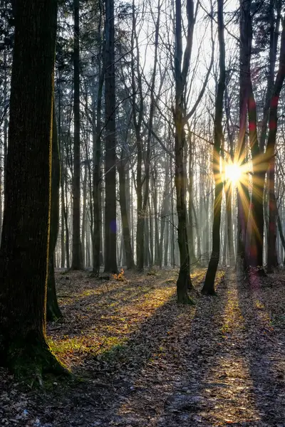 Altın güneş ışınları kış ormanını delip geçerek yapraklarla kaplı zeminde uzun ve dramatik gölgeler bırakır. Atmosferik ışıklandırmalı sakin bir sabah sahnesi.