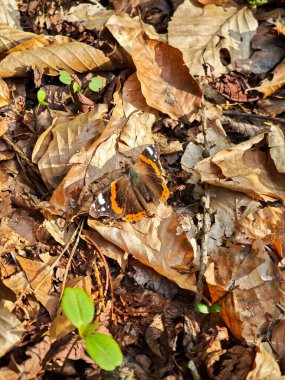 Kızıl Amiralin kelebeği ormandaki kuru yaprakların üzerinde dinleniyor. Sonbahar tonları orman zemininde dağınık yeşil fidelerle sahneye hakim..