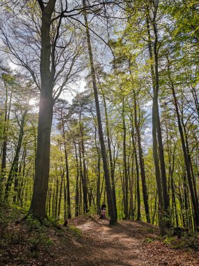 Yeşil bir kertenkelenin kafasının ve toprağın üstündeki üst gövdesinin aşırı yakın çekimi, keskin detaylar pulları ve canlı renkleri gösteriyor.