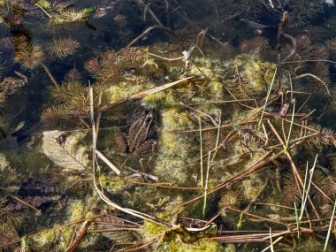Gün ışığında yakalanan algler, dallar ve su bitkileri arasında sığ gölet suyunda kamufle olan yaygın kurbağa.
