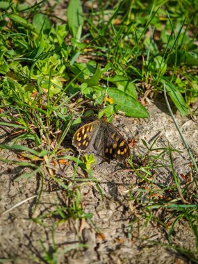 Taze bahar otlarıyla çevrili kuru toprakta oturan benekli bir orman kelebeğinin (Pararge aegeria) yakın çekimi.