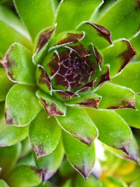 Kırmızı-kahverengi uçlu yeşil sulu bir bitkinin makro çekimi, doğal simetriyi ve yaprakların ince dokusunu vurguluyor..