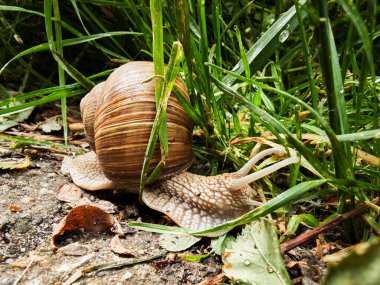 Romalı bir salyangozun (Helix pomatia) makro çekimi yağmurdan sonra ıslak çimenler ve yapraklar arasında yavaşça hareket eder.