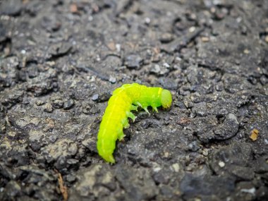 Parlak yeşil tırtıl kaba asfalt yüzeyinde sürünüyor, makro yakın çekim ayrıntıları ve kontrastı gösteriyor.