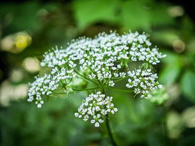 Beyaz kır çiçeğinin yakın çekimi çiçek açmış, orman ışığında yumuşak yeşil yapraklarla çevrili..