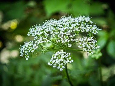 Çiçek açan kır çiçeğinin ayrıntıları ince yapraklarla süslenmiş, doğal ışık altında ormanda fotoğraflanmış..