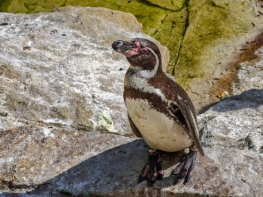 Humboldt pengueninin, yeşilimsi suyun yakınındaki güneş ışığında duran ve gagası açık bir şekilde hafifçe yukarı bakan yakın çekimi..