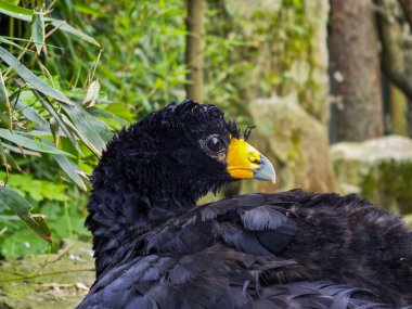 Siyah tüyleri, parlak sarı gagası ve yemyeşil bitki örtüsü ile yerde dinlenen Büyük Curassow kuşuna yakın plan.