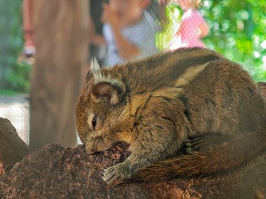 Küçük çizgili kemirgen ağaç dalında dinleniyor, gözleri yarı kapalı, insanların geçmişi bulanık ve çitin arkasında yeşillik var..