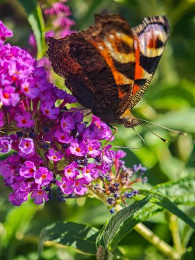 Bahçede mor Buddleja çiçekleriyle beslenen tavus kuşu kelebeğinin yan görünüşü, ayrıntılı kanat dokusu ve doğal yaz ışığı göstermektedir.