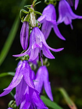 Yaz ormanlarında vahşi mor çan çiçeğinin (Campanula) makro yakın plan çekimi, yumuşak yeşil arka planlı taç yaprağı ve doğal ayrıntıları gösteriyor.