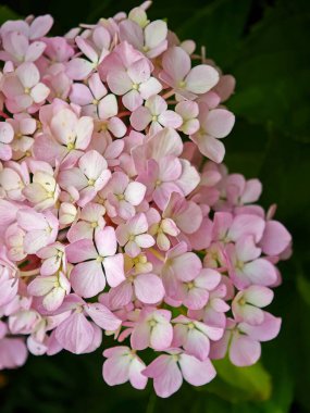 Pembe bir ortanca çiçeğinin tam çiçeklenmiş ve arka planda yeşil yapraklar olan yakın plan fotoğrafı.