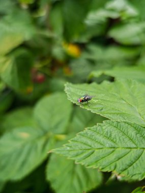 Arka planda bulanık yapraklar olan yeşil bir yaprağın üzerinde dinlenen sıradan bir sineğin yakın çekimi..
