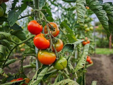 Bahçedeki bir sarmaşıkta yetişen domatesler, olgun ve olgunlaşmamış meyveler yeşil yapraklarla çevrili..