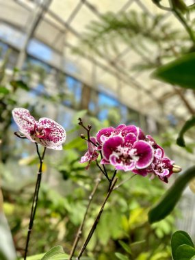 Bahçede açan güzel orkide çiçekleri.. 