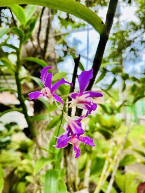 Nature background with beautiful and vibrant purple colored orchids. Orchid and garden with nature background idea concept. clipart