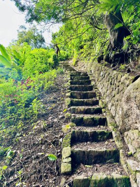 Bereketli Yeşil Orman 'da Dolaşan Yol - Açık Hava Keşfi İçin Sakin Doğa Yolu