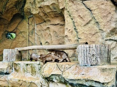 Hayvanat bahçesinde çeşitli hayvan koleksiyonları var. Doğayı daha iyi tanımak için eğitici bir araç..