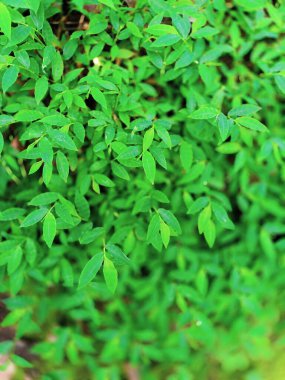 yakın plan - yeşil yaprakların doğa arkaplanı