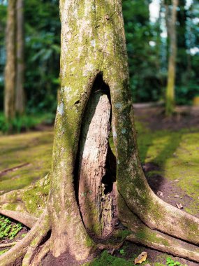 Ormandaki ağaç kökleri.