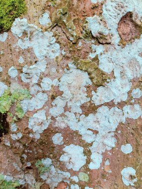 Bir ağaç gövdesinin yakın çekimi. yüksek kaliteli resim