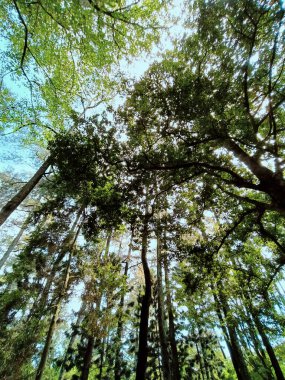 Ormanda yeşil yapraklar, yeşillikler ve bitkiler