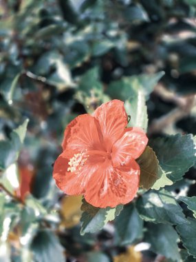 Güzel botanik fotoğrafı, doğal duvar kağıdı.