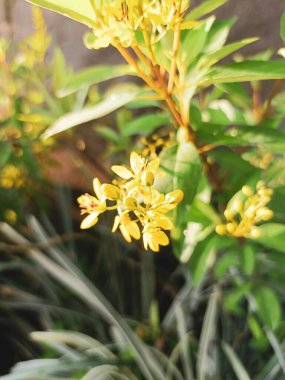 Bahçedeki sarı çiçek