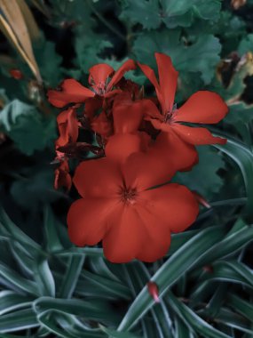 Bahçedeki kırmızı çiçekler