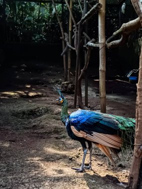 Ormandaki tavus kuşu