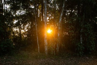 Güneş, ağaçların arasından doğar ya da batar.