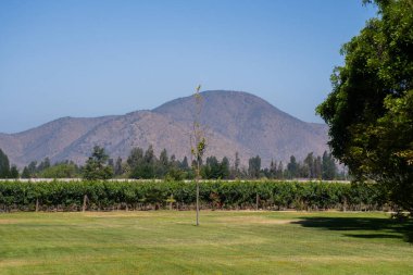 Şili 'de güneşli bir günde, arka planda And Dağları ve üzüm bağlarıyla dolu çimenli bir tarlada güzel bir bahçe.