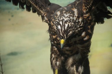 Şahin kartal uçuyor. Yaklaş.