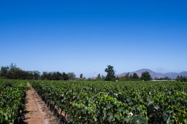 Şili şaraphanesinde şarap için olgunlaşmış Chardonay Cabernet şarabı. Mavi bir gökyüzü gününde. Arka planda And Dağları sıraları.
