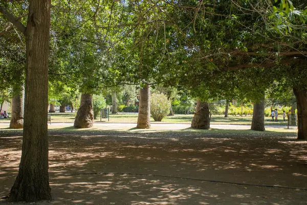 Ormanlık bir parkta yürümek huzur ve açık hava ile güzel güneşli bir günde, yüzyıllar öncesinin ağaçlarında