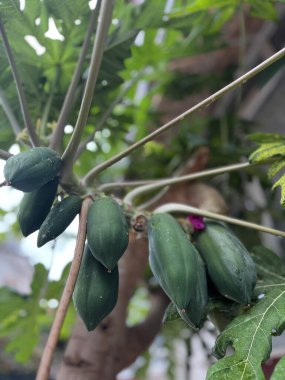 yeşil yapraklar ve meyve papaya bitkisi