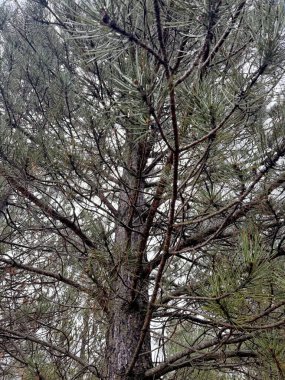 Kozalaklı orman çam ağaçları sonbahar doğası