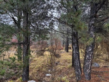 Kozalaklı orman çam ağaçları sonbahar doğası
