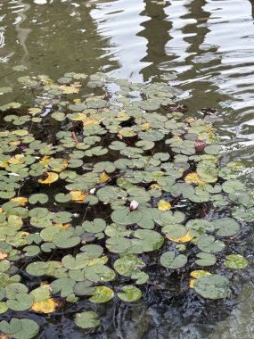 Park bitkileri peyzaj tasarımı suyu
