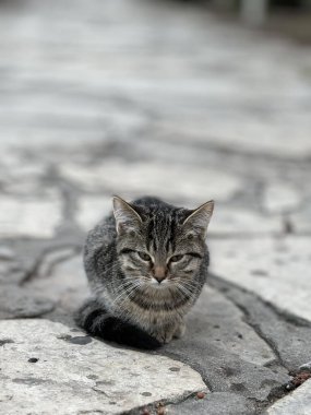 Güzel yeşil bir parkta sevimli bir kedi