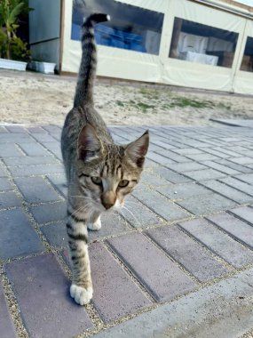 Kumsalda sevimli kediler, doğa kıyısı.